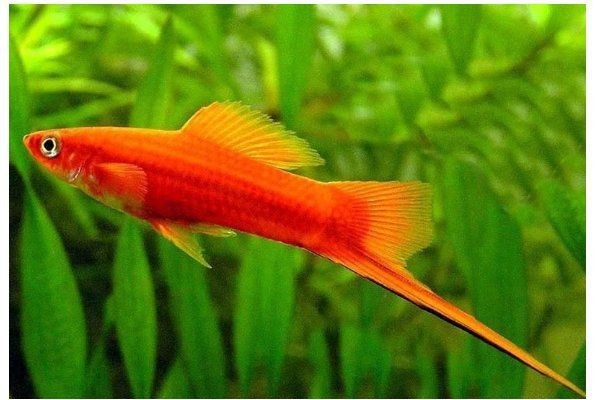 紅箭魚多久繁殖一次