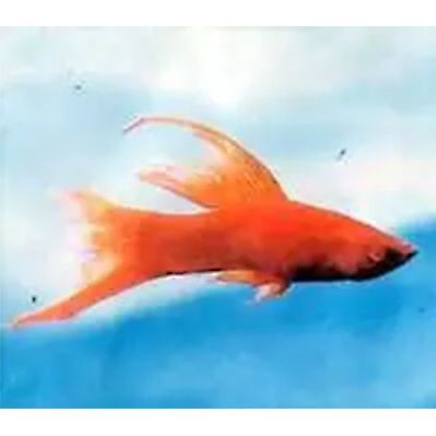 紅箭魚多久繁殖一次