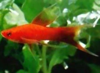 紅箭魚多久繁殖一次