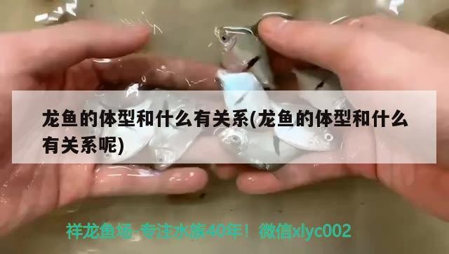 銀鼓魚(yú)和龍魚(yú)魚(yú)混養(yǎng)（銀鼓魚(yú)和龍魚(yú)魚(yú)混養(yǎng)好嗎）