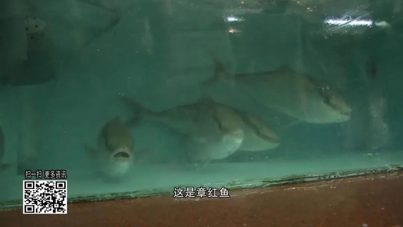 帝王斑魚多少錢一斤