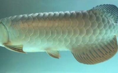 夢見龍魚是什么意思:夢見龍魚在不同的情況下有不同的寓意:夢見龍魚的寓意 龍魚百科 第2張 夢見龍魚是什么意思:夢見龍魚在不同的情況下有不同的寓意:夢見龍魚的寓意 夢見龍魚是什么意思:夢見龍魚在不同的情況下有不同的寓意:夢見龍魚的寓意 龍魚百科 第2張