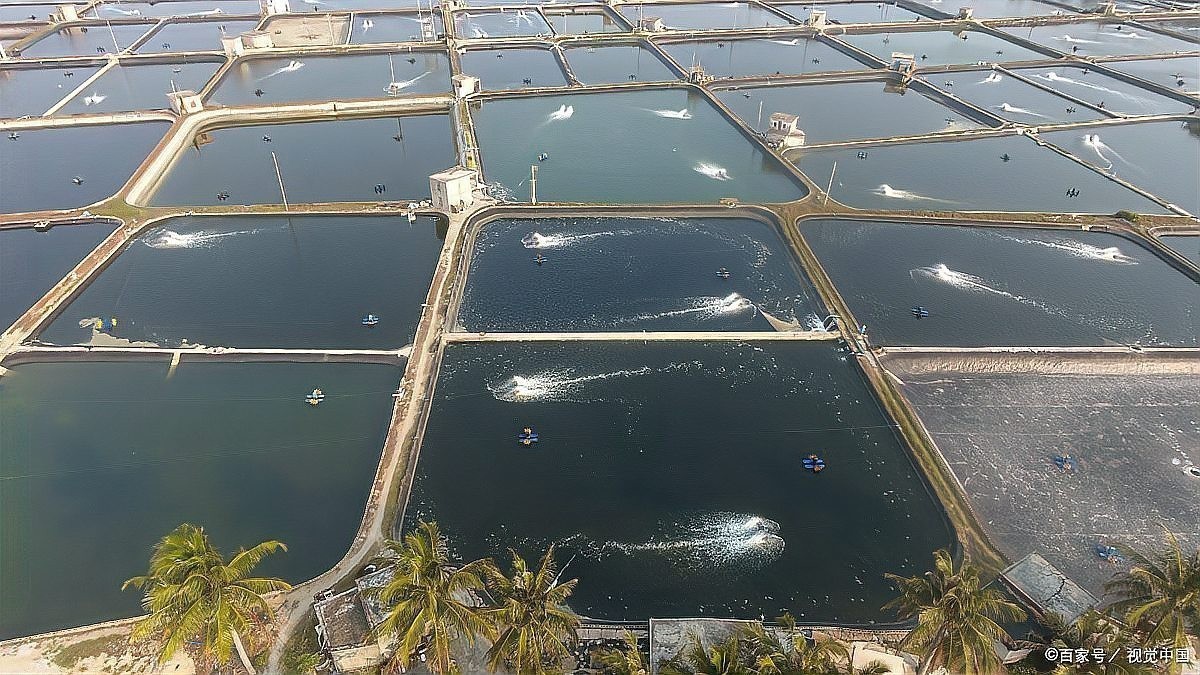 如何判斷水質是否適合觀賞蝦 如何判斷水質是否適合觀賞蝦 2025長城杯龍魚大賽 第2張