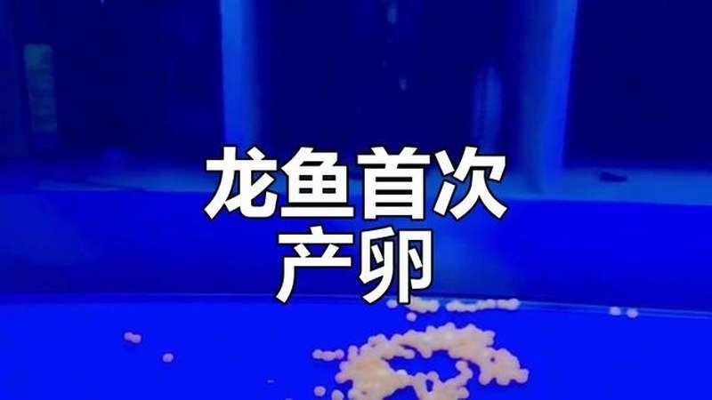 紅龍魚繁殖過程視頻