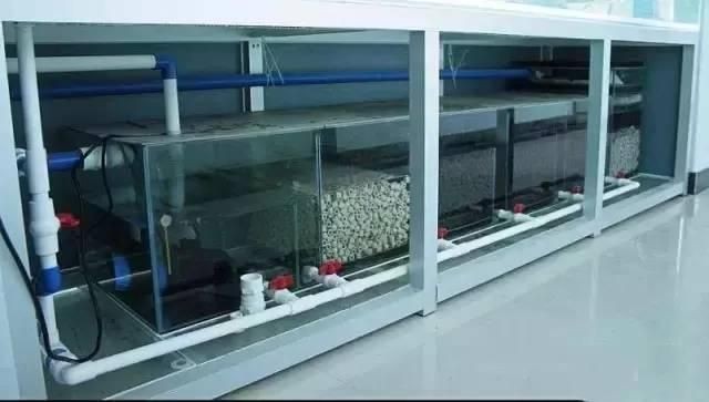 底濾魚缸原理視頻：底濾魚缸工作原理 底濾魚缸原理視頻：底濾魚缸工作原理 魚缸百科 第5張