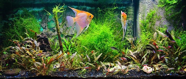 長城水族箱造景視頻教程