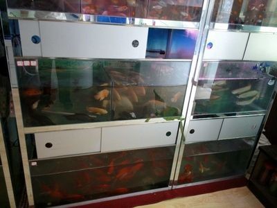 海博魚缸的價格是按照“一個平方”來計算的，無法直接回答您的問題：海博魚缸價格是多少