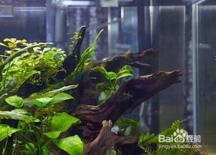 寧津縣魚樂水族館：