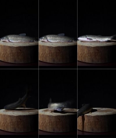 如何下載高清龍魚視頻？