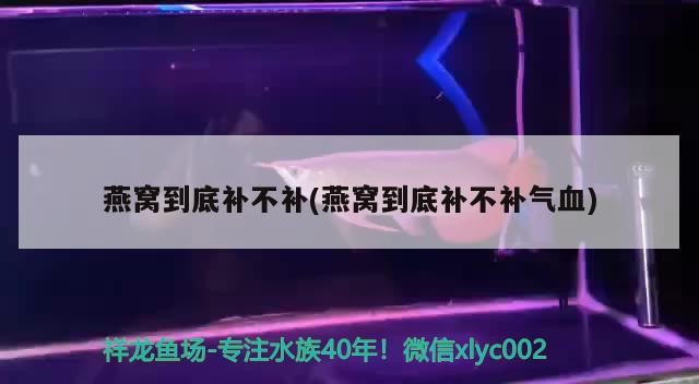 青龍魚和銀龍魚哪個好養（青龍魚和金龍魚哪個好）