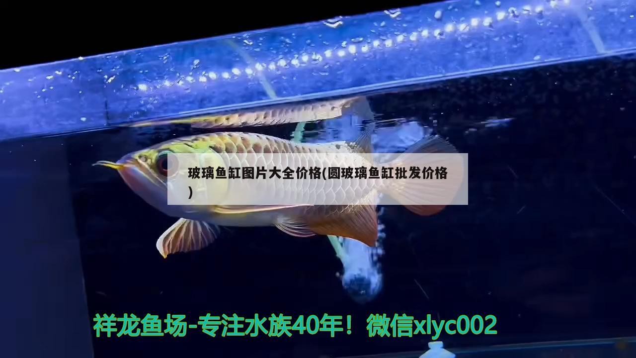 青龍魚和銀龍魚哪個好養（青龍魚和金龍魚哪個好）