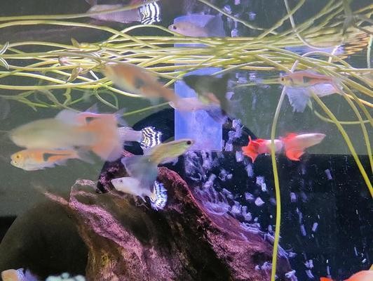 阜陽市方瑞康泰觀賞魚銷售有限公司（阜陽市方瑞康泰觀賞魚銷售有限公司電話）