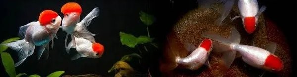 有哪些國際觀賞魚比賽？ 有哪些國際觀賞魚比賽？ 2025長城杯龍魚大賽 第1張