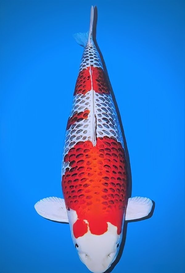 有哪些國際觀賞魚比賽？ 有哪些國際觀賞魚比賽？ 2025長城杯龍魚大賽 第13張