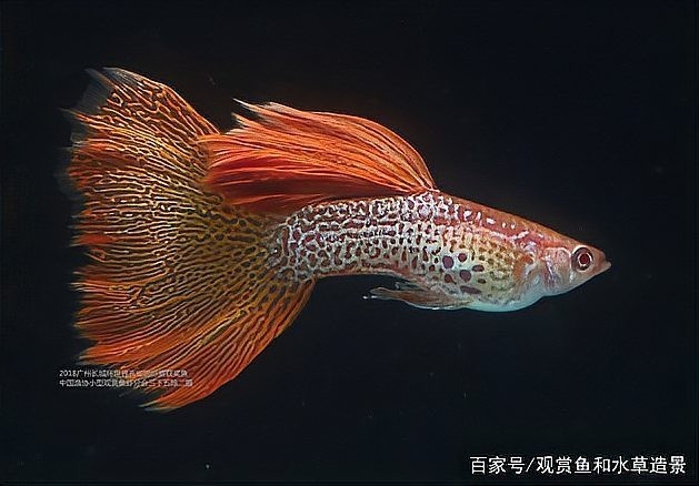 有哪些國際觀賞魚比賽？ 有哪些國際觀賞魚比賽？ 2025長城杯龍魚大賽 第10張