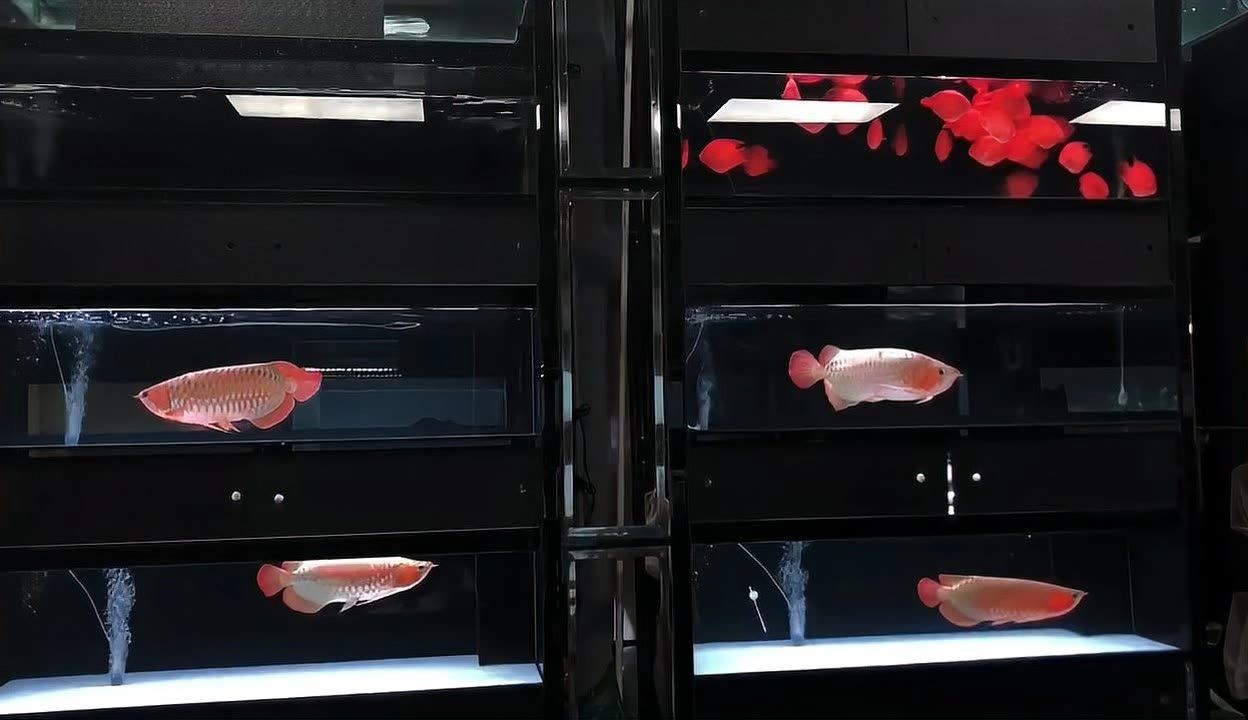 廣州百藝城祥龍魚場位置在哪里，廣州百藝城祥龍魚場