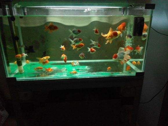 淡水魚(yú)缸的消毒方法：淡水魚(yú)缸消毒工作淡水魚(yú)缸消毒工作淡水魚(yú)缸消毒工作