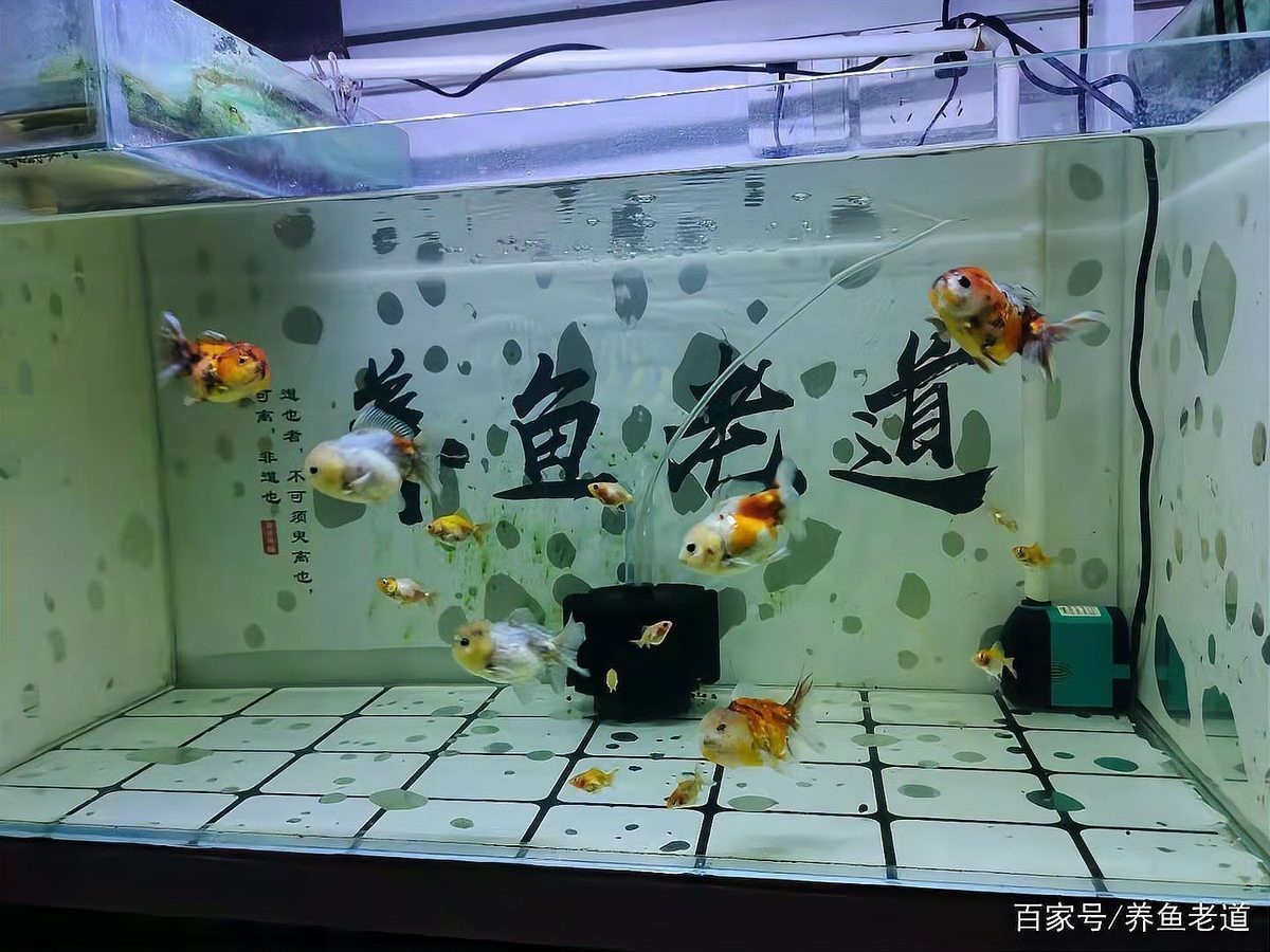 龍魚比賽水泵是雜牌子嗎 龍魚比賽水泵是雜牌子嗎 2025長城杯龍魚大賽 第8張