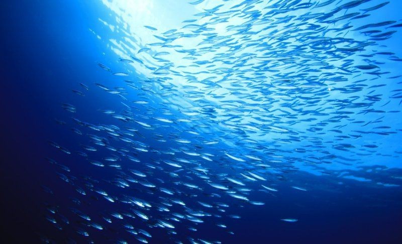 海洋世界科普知識