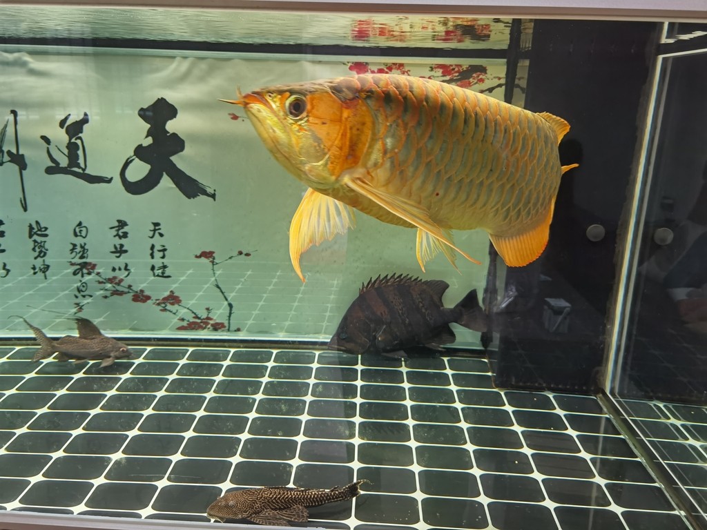新手30米魚缸造景方法：小魚缸植物造景圖片簡單的造景圖片簡單的造景圖片