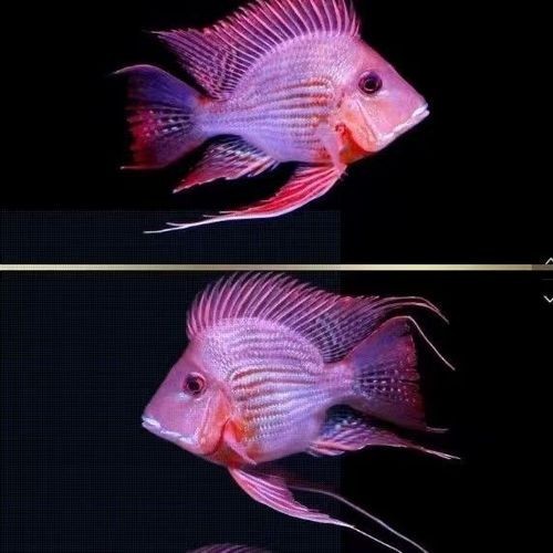 哪種紅龍配魚最佳？