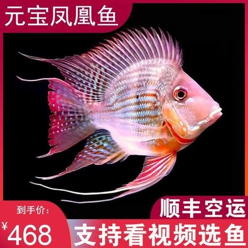 哪種紅龍配魚最佳？