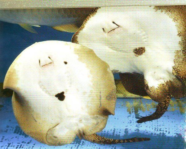 魟魚懷孕的樣子