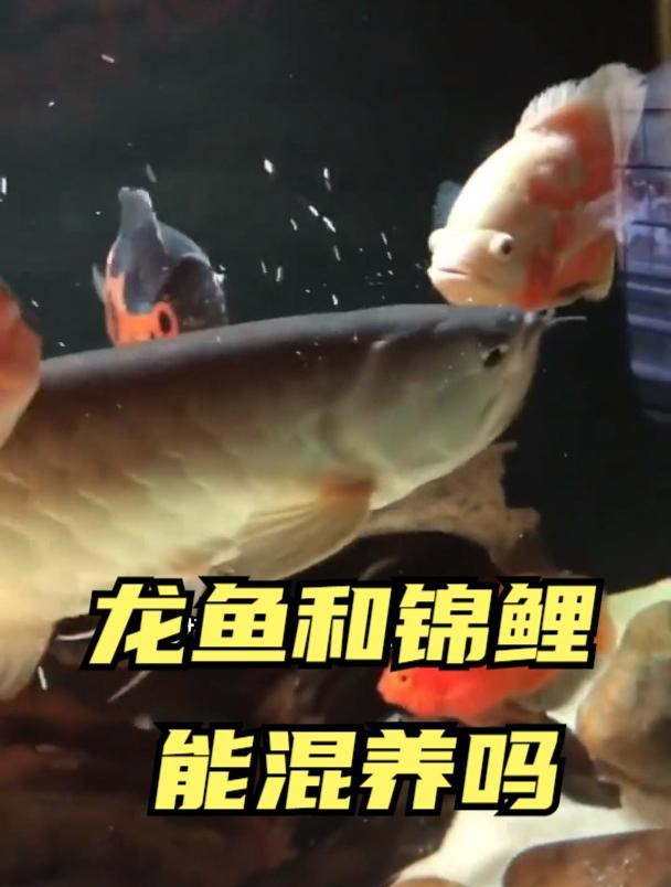 龍魚和錦鯉混養需要注意什么？