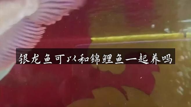 龍魚和錦鯉混養需要注意什么？