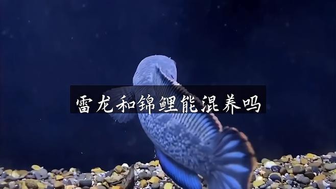 龍魚和錦鯉混養需要注意什么？