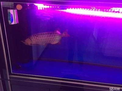 龍魚是不是什么人都可以養的：養龍魚需要了解其特性，以確保它們健康快樂地生活 龍魚是不是什么人都可以養的：養龍魚需要了解其特性，以確保它們健康快樂地生活 龍魚百科 第4張