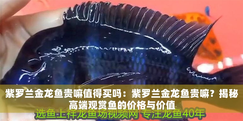 紫羅蘭金龍魚貴嘛值得買嗎:紫羅蘭金龍魚貴嘛?揭秘高端觀賞魚的價格與價值 龍魚百科 第1張 紫羅蘭金龍魚貴嘛值得買嗎:紫羅蘭金龍魚貴嘛?揭秘高端觀賞魚的價格與價值 紫羅蘭金龍魚貴嘛值得買嗎:紫羅蘭金龍魚貴嘛?揭秘高端觀賞魚的價格與價值 龍魚百科 第1張