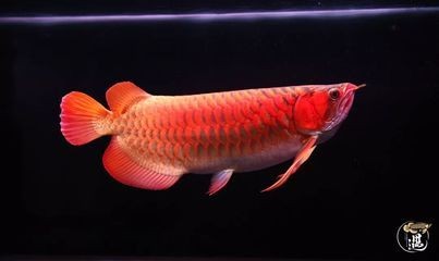 龍魚沉尾的原因（龍魚為什么會沉尾）
