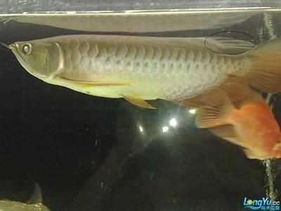 龍魚沉尾的原因（龍魚為什么會沉尾）