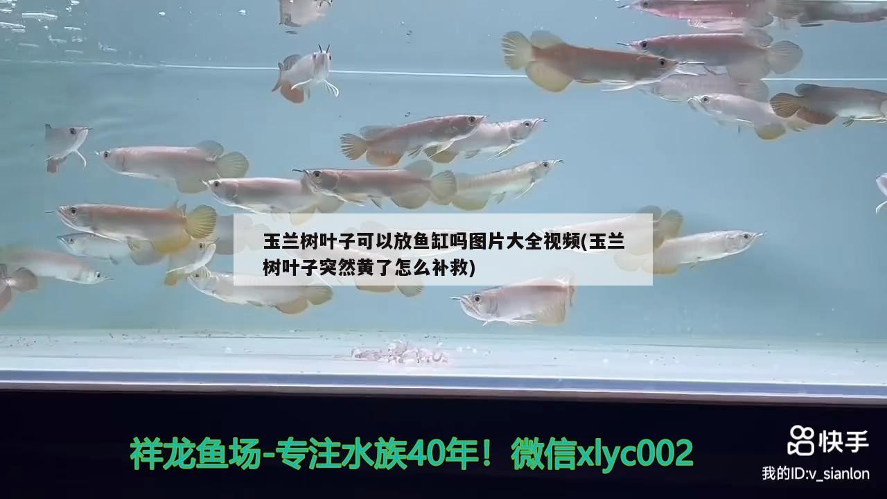 玉蘭樹葉子可以放魚缸嗎圖片大全視頻(玉蘭樹葉子突然黃了怎么補救) 玉蘭樹葉子可以放魚缸嗎圖片大全視頻(玉蘭樹葉子突然黃了怎么補救) 龍魚百科