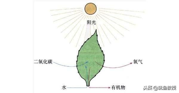 魚缸最佳光照條件是什么？：如何選擇魚缸led燈具,魚缸光照時間調節技巧，不同魚類光照需求差異