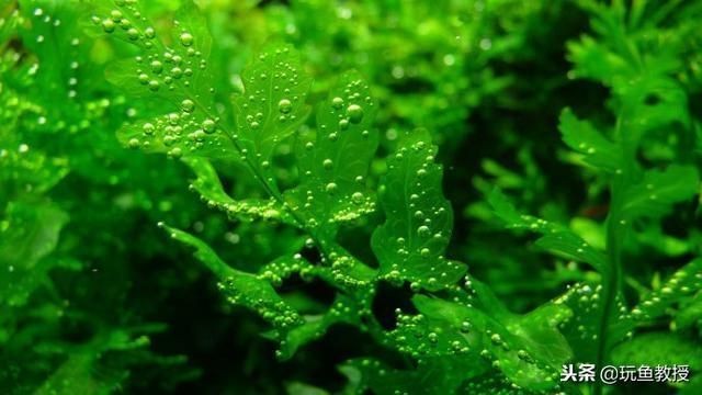 魚缸最佳光照條件是什么？：如何選擇魚缸led燈具,魚缸光照時間調節技巧，不同魚類光照需求差異