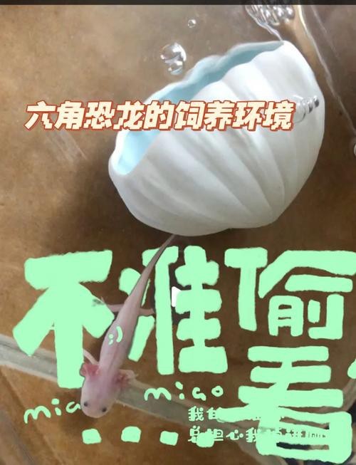 六角恐龍魚怎么養及喂養技巧圖片欣賞大全