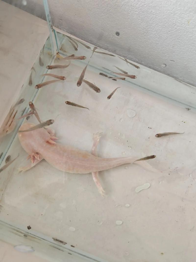 六角恐龍魚怎么養及喂養技巧圖片欣賞大全