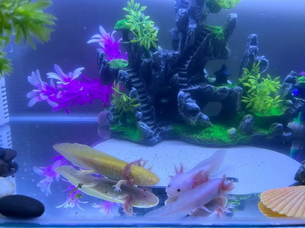 六角恐龍魚怎么養及喂養技巧圖片欣賞大全