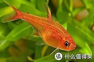 展會(huì)有哪些水族寵物品種？