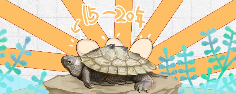 地圖龜能活多久多久能下蛋 地圖龜能活多久多久能下蛋 銀龍魚(yú)百科