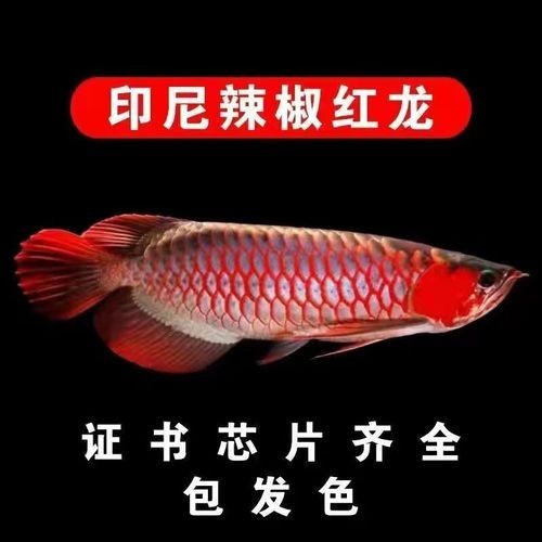 哪里可以購買到正宗的紅龍魚
