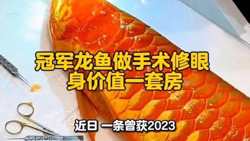 金龍魚掉眼手術視頻
