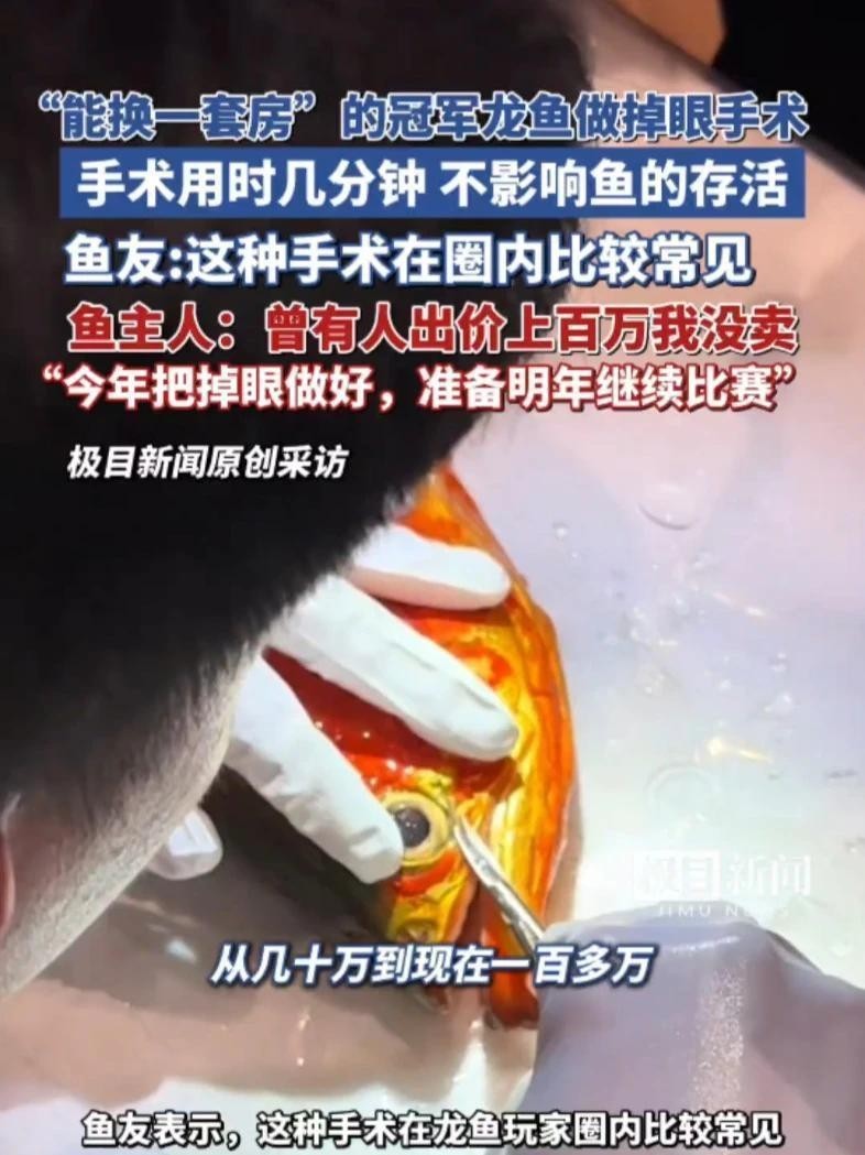 金龍魚掉眼手術視頻