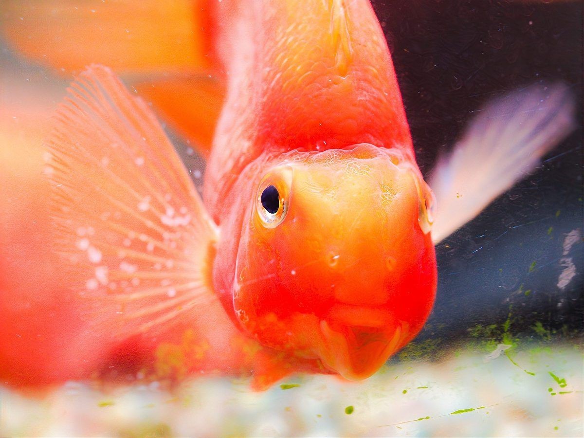 紅鸚鵡魚好養(yǎng)嗎