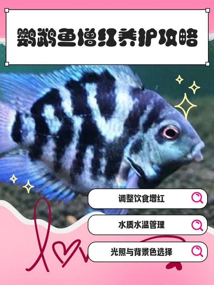 紅鸚鵡魚好養(yǎng)嗎