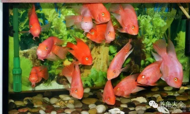 紅鸚鵡魚好養(yǎng)嗎