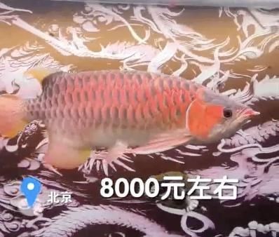 紅龍魚水溫31度合適嗎（養紅龍魚水溫多少合適）