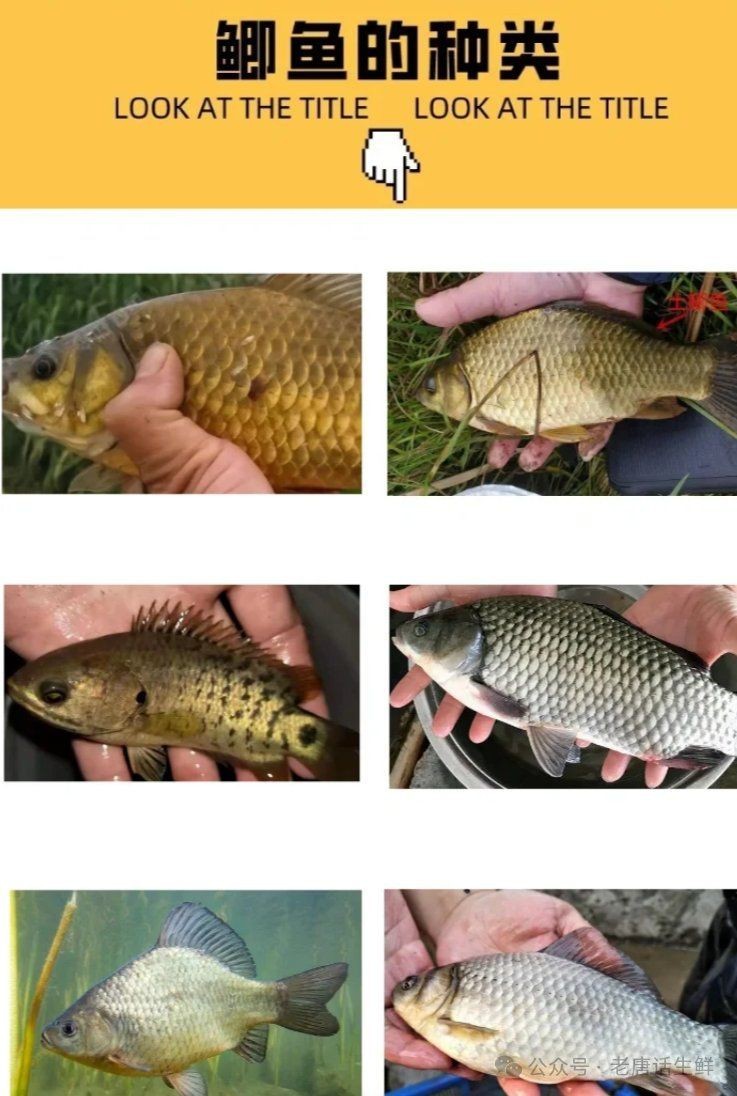魚缸怎么清洗消毒，，珠海魚缸清洗價格表大全圖，魚缸怎么清洗消毒，